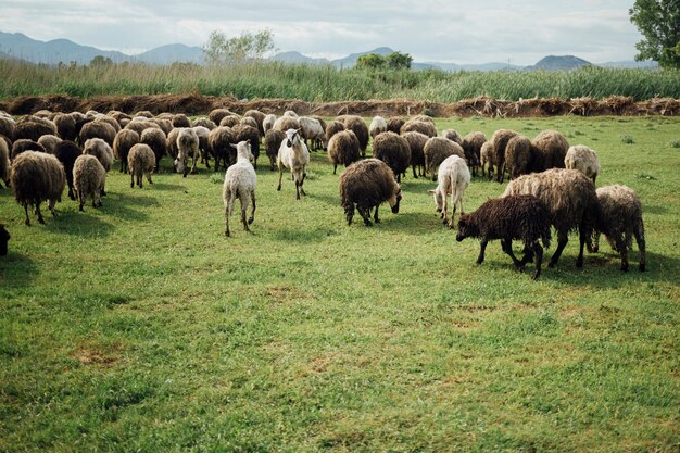 牧草地で草を食べる羊のロングショットの群れ