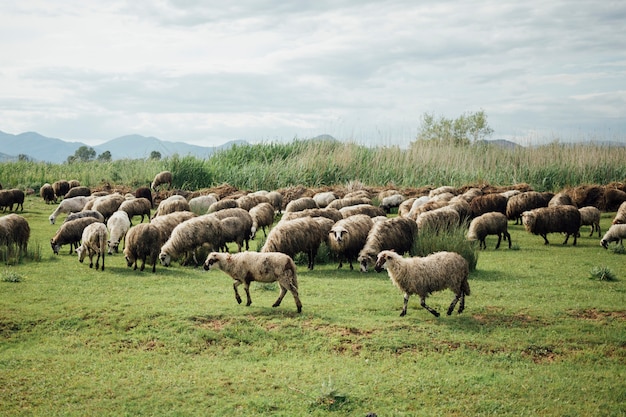 Gregge lungo di pecore che mangiano erba sul pascolo