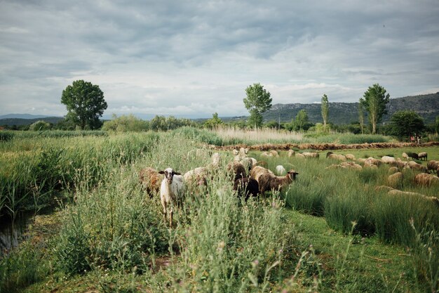 Long shot herd of sheep eating grass on pasture