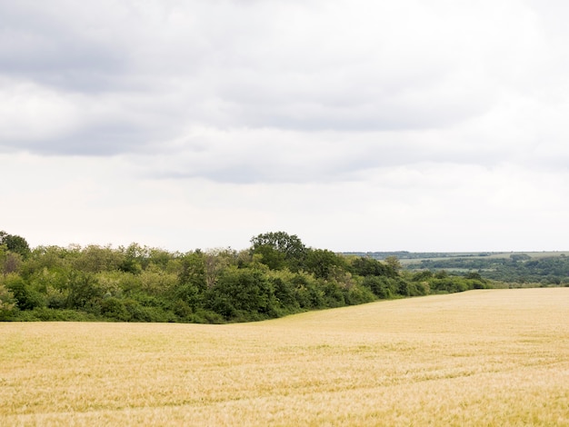 Long shot landscape with farming field