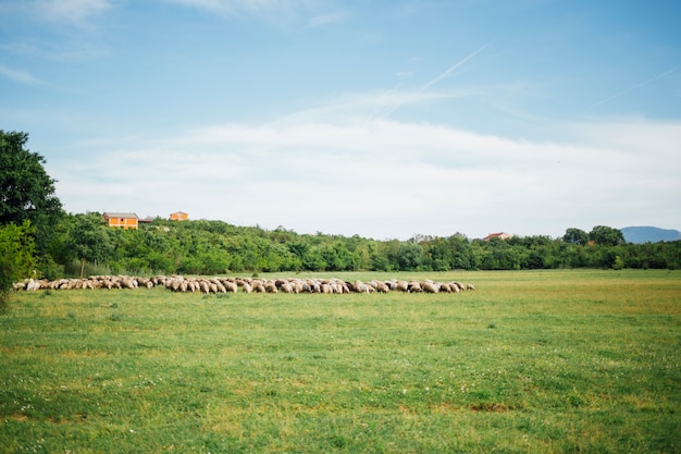 牧草地​で​草​を​食べて​羊​の​群れ​の​ロング​ショット