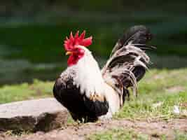 Free photo long shot rooster staying outside