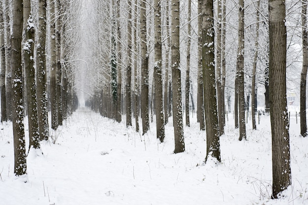 Long shot of a snowy alley between trees in the woods during winter