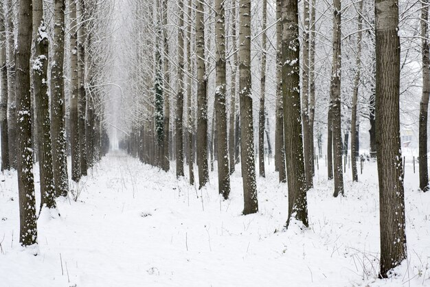 겨울 동안 숲에서 나무 사이 눈 덮인 골목의 긴 샷