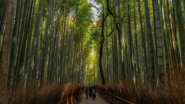 Long shot of tall bamboo grasses in Arashiyama Bamboo Grove, Kyoto, Japan