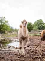 Foto gratuita colpo lungo di lama bianca