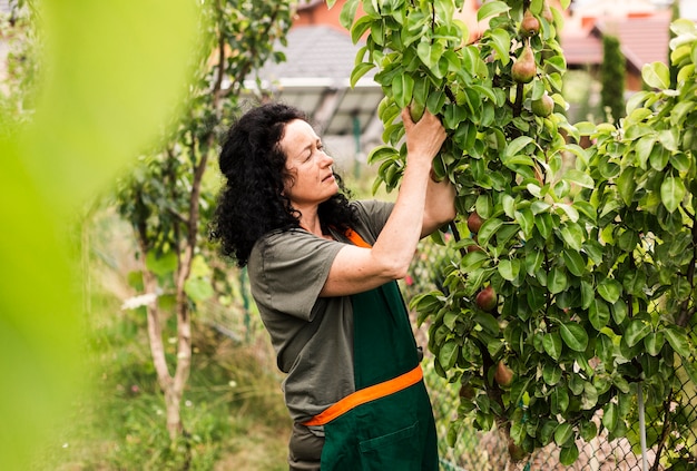 梨を収穫するロングショットの女性