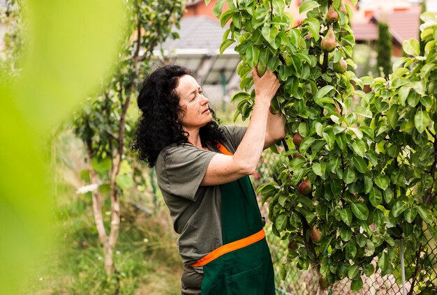 Long shot woman harvesting pears