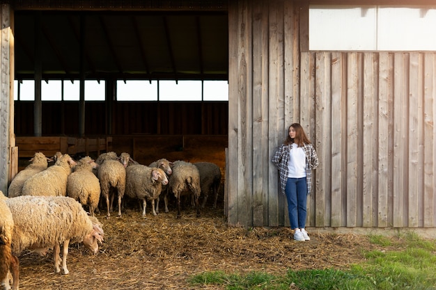 Long shot woman and sheep near barn