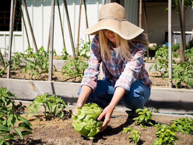 Long shot woman taking a green cabbage from the ground