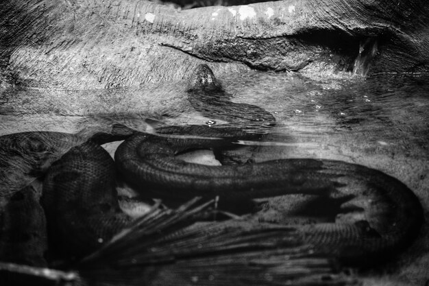 A long snake coming out of the water shot in black and white