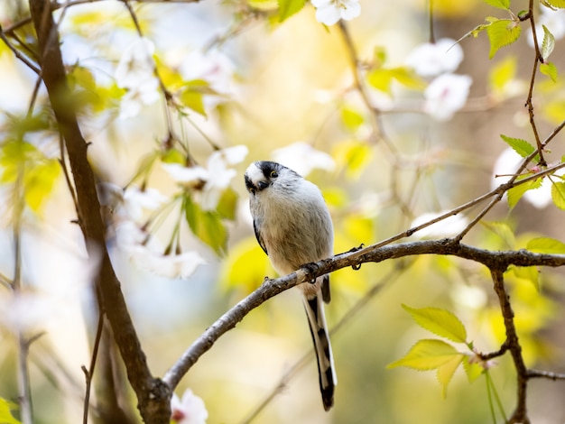 Long-tailed tit perched on a tree branch
