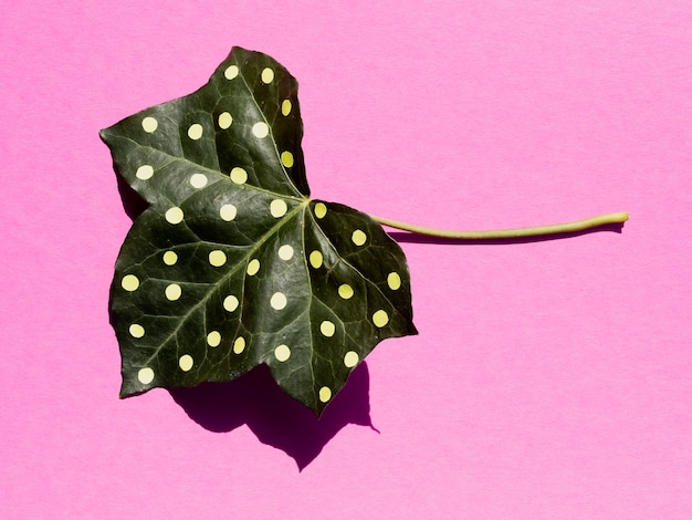 Long view painted leaf on pink background top view