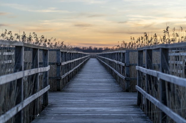 無料写真 日没時に草に囲まれた長い木製の桟橋