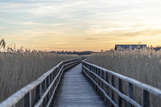 日没時に草に囲まれた長い木製の桟橋