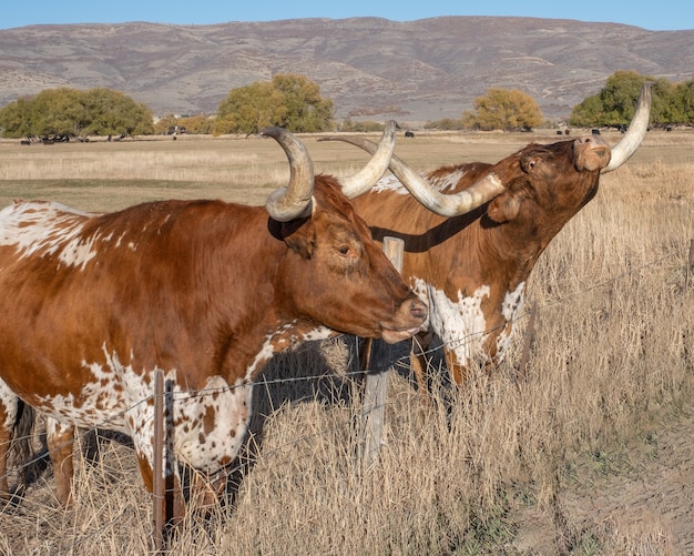 Foto gratuita longhorn steers