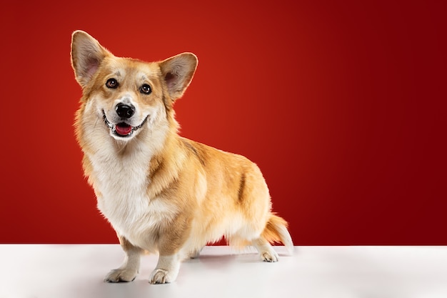 私の目を見て。ウェルシュコーギーペンブロークの子犬がポーズをとっています。かわいいふわふわの犬やペットは、赤い背景に孤立して座っています。スタジオ写真撮影。テキストまたは画像を挿入するための負のスペース。