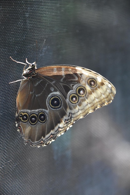 화면에 쉬고 있는 헛간 올빼미 나비의 날개를 보세요