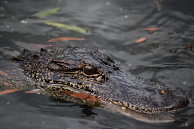 Looking directly into the eyes of a gator