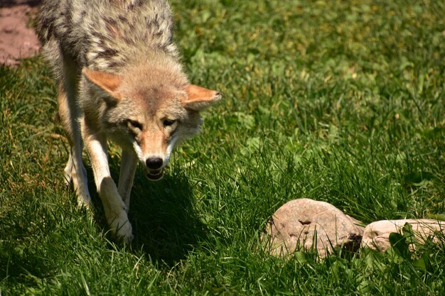 Looking directly into the face of a coyote in the summer