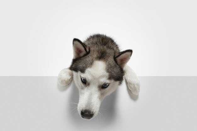 Looking for. Husky companion dog is posing. Cute playful white grey doggy or pet playing on white studio background. Concept of motion, action, movement, pets love. Looks happy, delighted, funny.