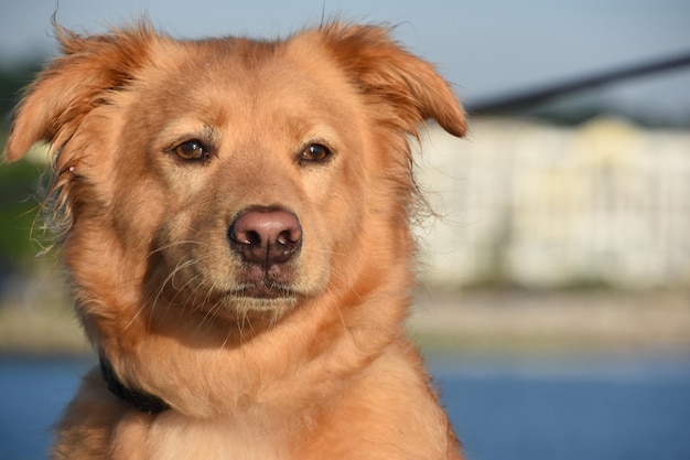 Looking into the face of a damp toller with a pink nose by the bay