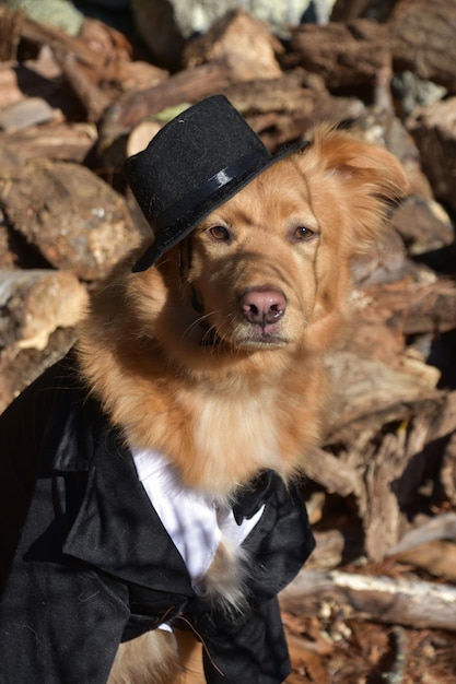 Foto gratuita esaminando la faccia buffa di un cane pellegrino