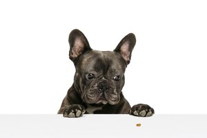 looking on food cute black french bulldog posing isolated over white studio background
