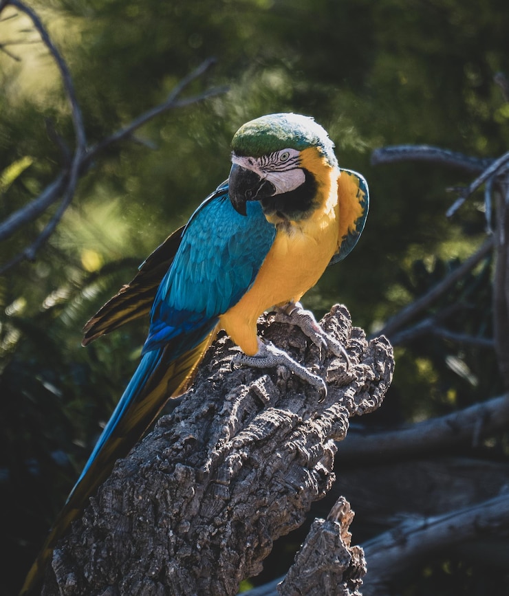 無料Photo loros posando en espectaculo de aves