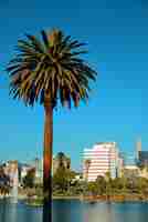 Free photo los angeles downtown park view with palm trees.