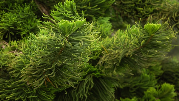 Сlose-up of a coniferous tree branch. Bali. Indonesia.