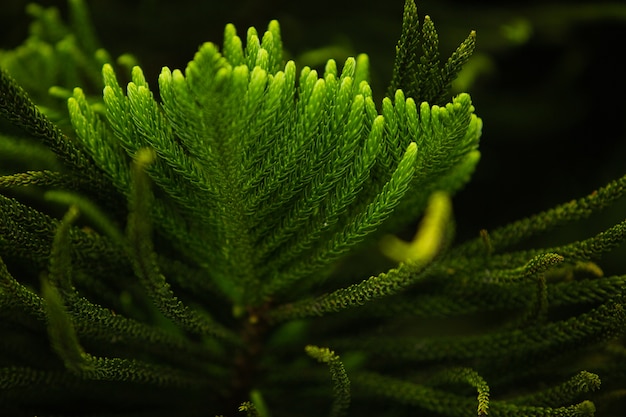 Сlose-up of a coniferous tree branch. Bali. Indonesia.