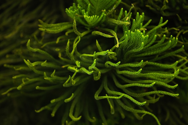 Сlose-up of a coniferous tree branch. Bali. Indonesia.