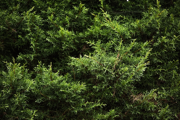 Free photo Сlose-up of a coniferous tree branch. bali. indonesia.