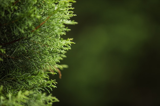 Сlose-up of a coniferous tree branch. Bali. Indonesia.