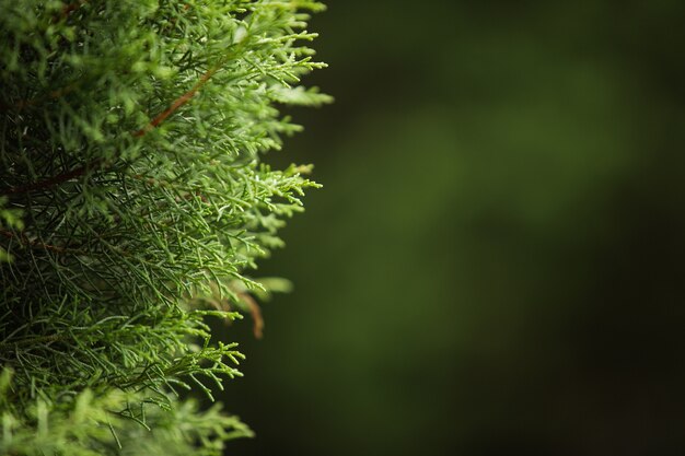 Сlose-up of a coniferous tree branch. Bali. Indonesia.