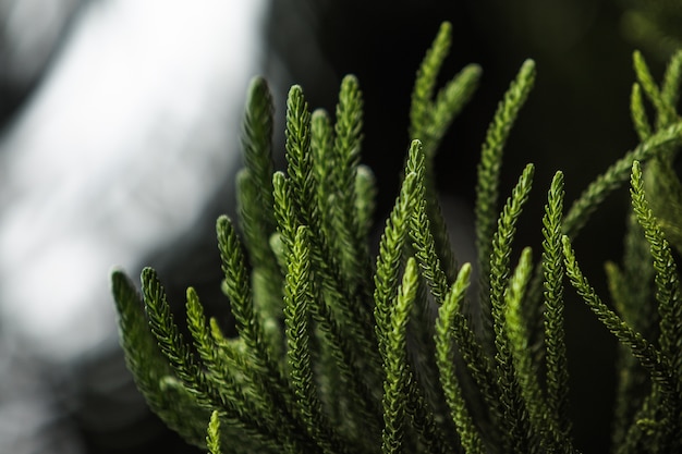 Free photo Сlose-up of a coniferous tree branch. bali. indonesia.