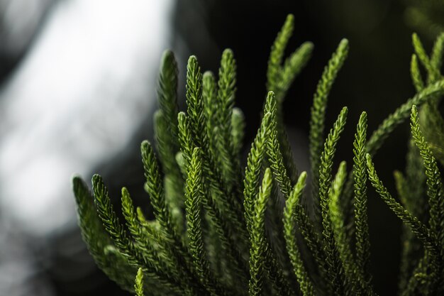 Сlose-up of a coniferous tree branch. Bali. Indonesia.