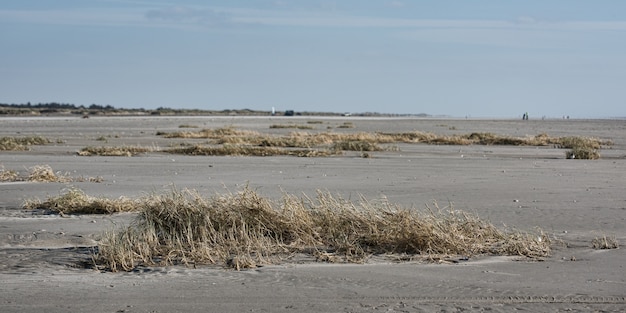 Lot of bushes and dry grass in a sandy area by the sea