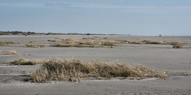 Lot of bushes and dry grass in a sandy area by the sea