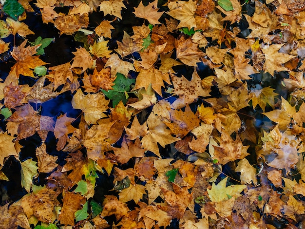 Lot of colorful dry autumn maple leaves on a wet surface