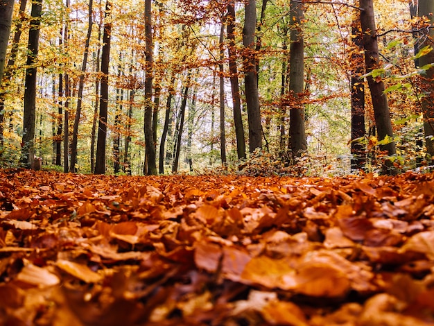 Lot of dry autumn maple leaves fallen on the ground surrounded by tall trees