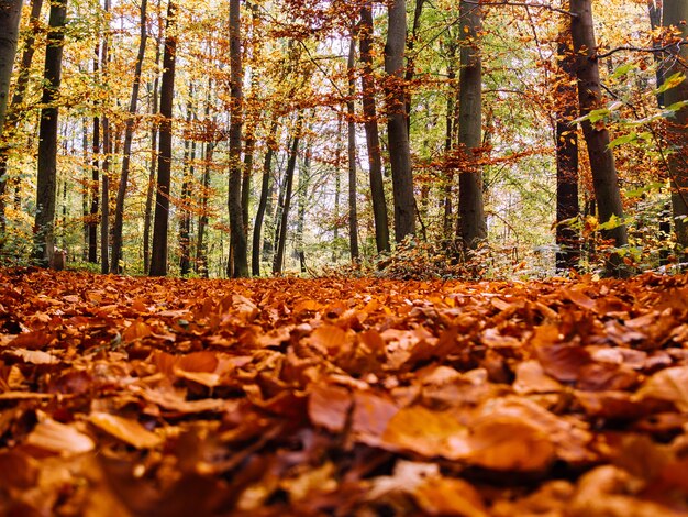 Lot of dry autumn maple leaves fallen on the ground surrounded by tall trees