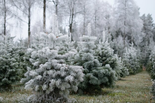 Lot of fir trees covered with snow on a blurred backgroun