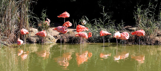 Lot of flamingos on water in summer