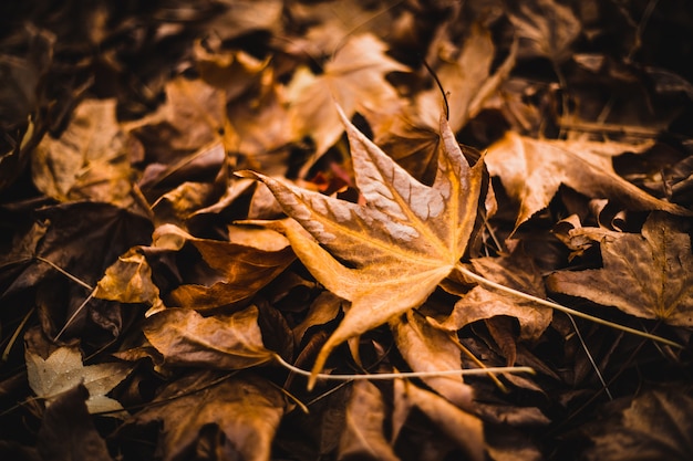 Lot of maple leaves on the ground