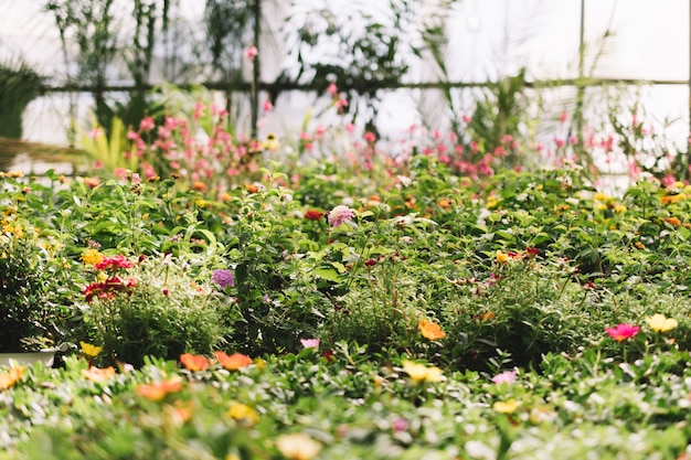 A lot of plants in greenhouse