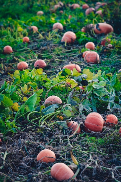 Foto gratuita sacco di zucche al raccolto in un campo