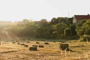 Foto gratuita un sacco di covoni di fieno su una terra in campagna