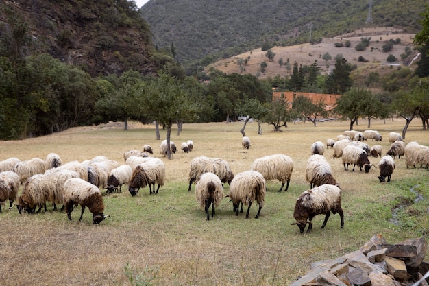 Много овец едят траву при дневном свете
